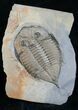 Beautiful / Dalmanites Trilobite - New York #10845-1